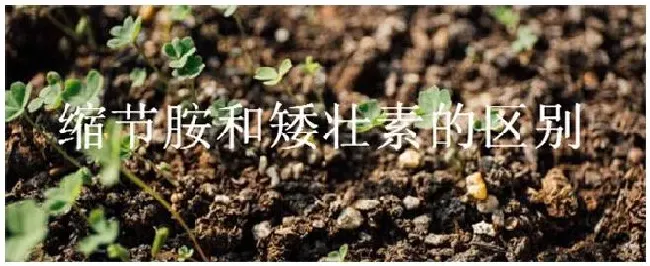 缩节胺和矮壮素的区别 | 农业答疑