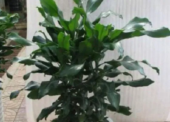 植物常识问题|夏季如何养护时来运转避免叶片枯黄