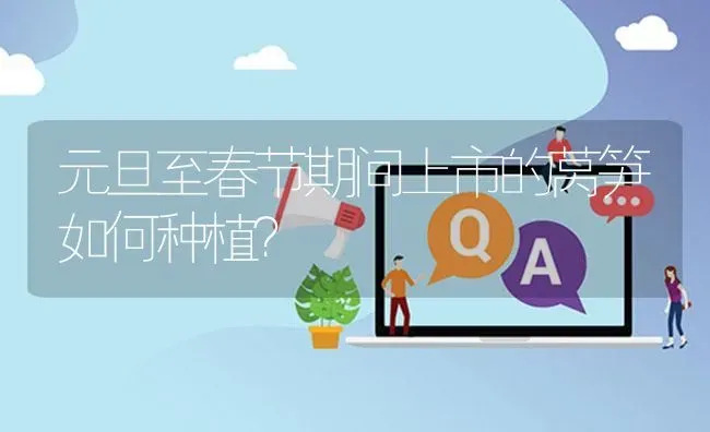 元旦至春节期间上市的莴笋如何种植? | 养殖问题解答
