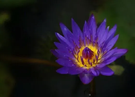 植物常识问题|紫色睡莲的风水禁忌