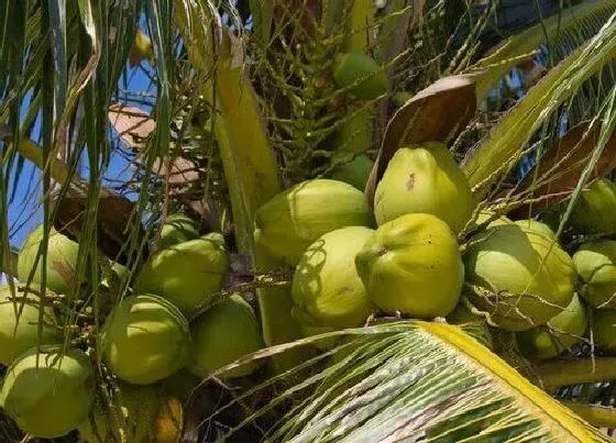 植物常识问题|椰子的种子靠什么传播 椰子是靠水传播种子的吗