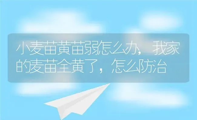 小麦苗黄苗弱怎么办,我家的麦苗全黄了，怎么防治 | 养殖常见问题