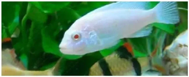 非洲王子和什么混养 | 农业答疑