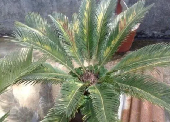植物常识问题|龙铁树的风水作用及禁忌 放在哪风水好