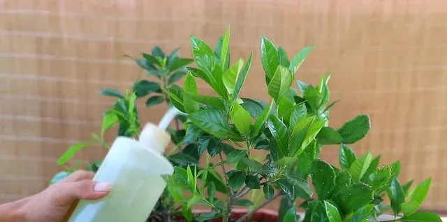 知知花怎么养殖方法,栀子花养殖方法和注意事项？