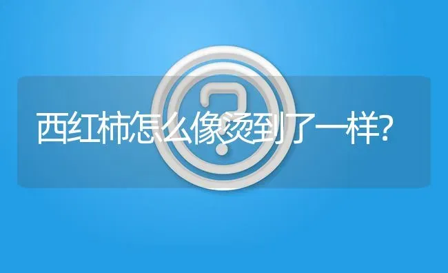 西红柿怎么像烫到了一样? | 养殖问题解答