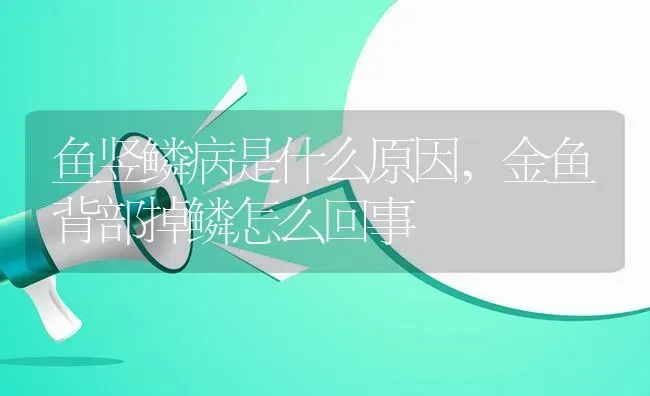 鱼竖鳞病是什么原因,金鱼背部掉鳞怎么回事 | 养殖常见问题