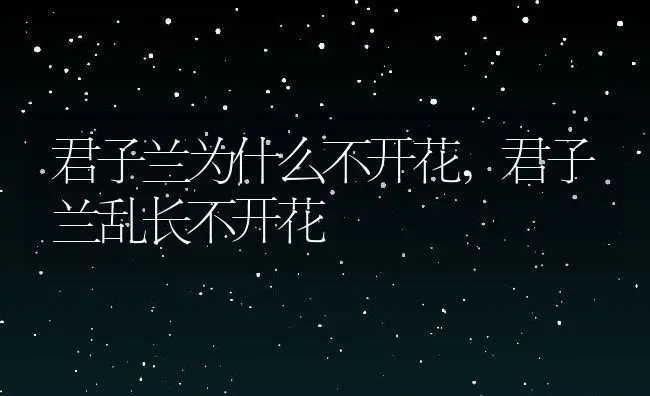 君子兰为什么不开花,君子兰乱长不开花 | 养殖常见问题