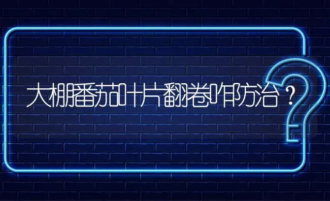 大棚番茄叶片翻卷咋防治? | 养殖问题解答