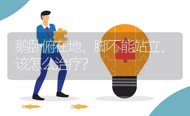 鹅卧俯在地,脚不能站立,该怎么治疗? | 养殖问题解答