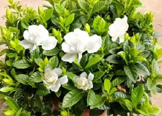 植物常识问题|养花时一定要避开的养花禁忌