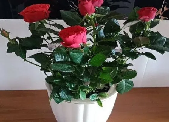植物常识问题|盆栽小玫瑰怎么养殖爆盆