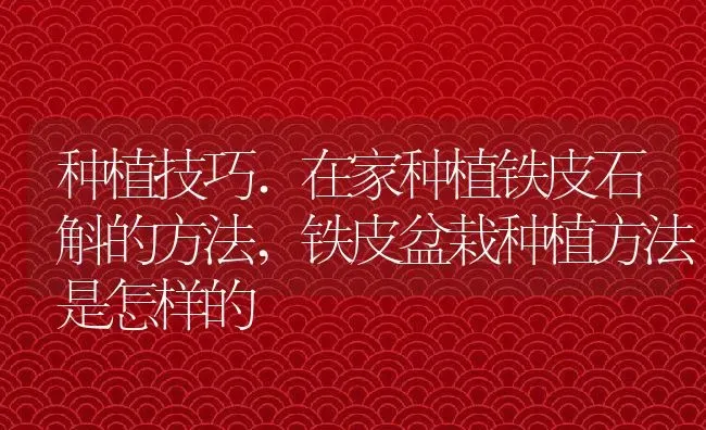 种植技巧.在家种植铁皮石斛的方法,铁皮盆栽种植方法是怎样的 | 养殖常见问题