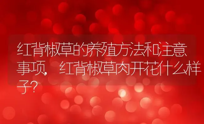 红背椒草的养殖方法和注意事项,红背椒草肉开花什么样子？ | 养殖常见问题