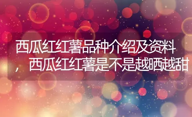 西瓜红红薯品种介绍及资料,西瓜红红薯是不是越晒越甜 | 养殖常见问题
