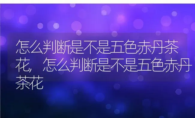 怎么判断是不是五色赤丹茶花,怎么判断是不是五色赤丹茶花 | 养殖常见问题