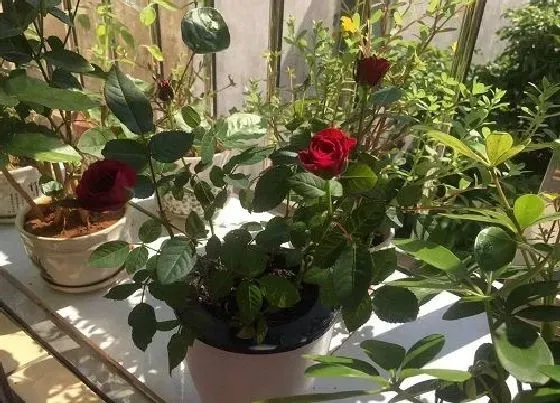 植物常识问题|盆栽小玫瑰怎么养殖爆盆