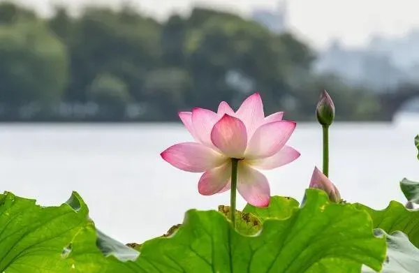 莲花的象征意义,荷花的寓意？