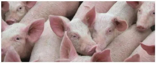 猪打喷嚏流鼻涕用什么药可以治疗是什么原因导致的 | 农业常识