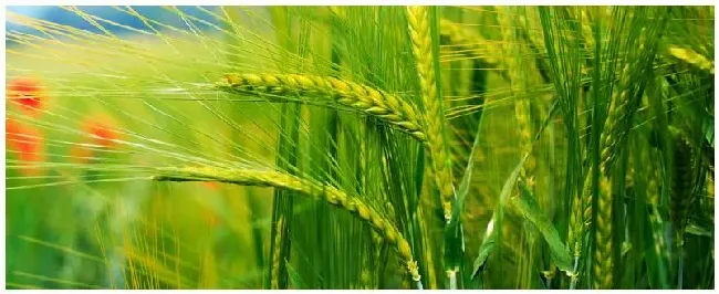 噻呋酰胺能防治小麦哪些病 | 农业答疑