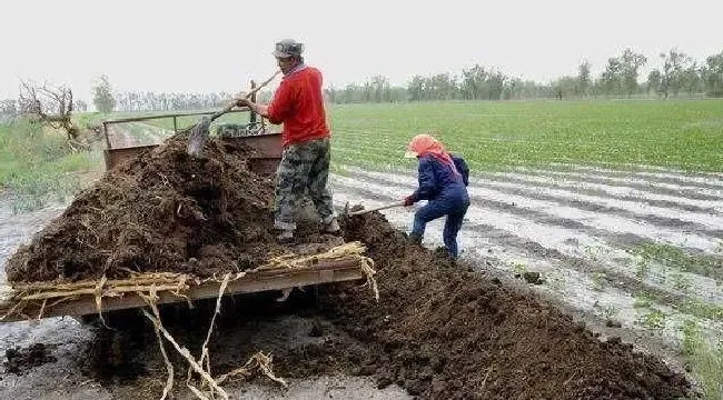 植物常识问题|农业上为什么要使用化肥（提倡农家肥与化肥的利与弊）