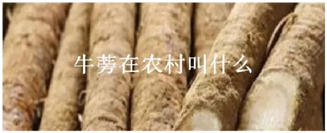 牛蒡在农村叫什么 | 农业问题