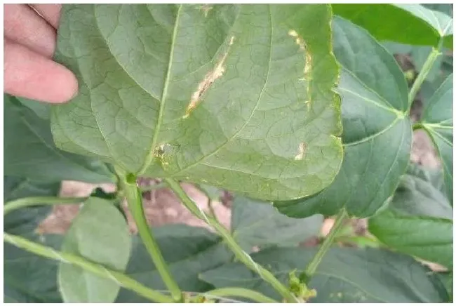 豆角卷叶打什么药 | 农业答疑