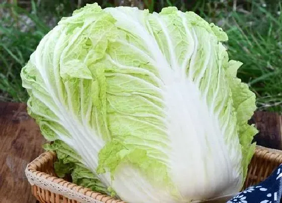 植物常识问题|高温能种大白菜吗（播种种植秋白菜遇到高温怎么办）
