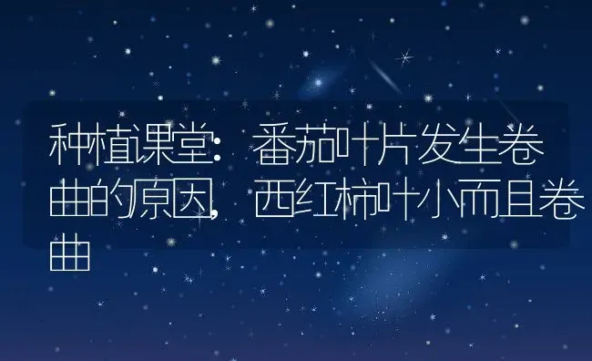 种植课堂:番茄叶片发生卷曲的原因,西红柿叶小而且卷曲 | 养殖常见问题