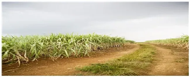 种植甘蔗为什么要剥掉叶子 | 农业问题