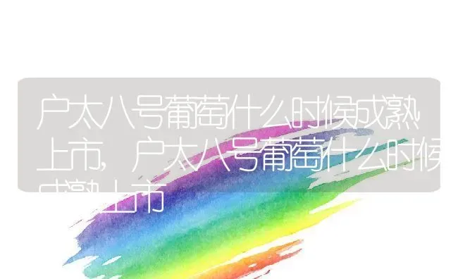 户太八号葡萄什么时候成熟上市,户太八号葡萄什么时候成熟上市 | 养殖常见问题