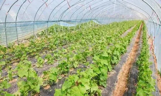 植物常识问题|黄瓜反季节栽培技术（越冬黄瓜怎么种植获得高产）