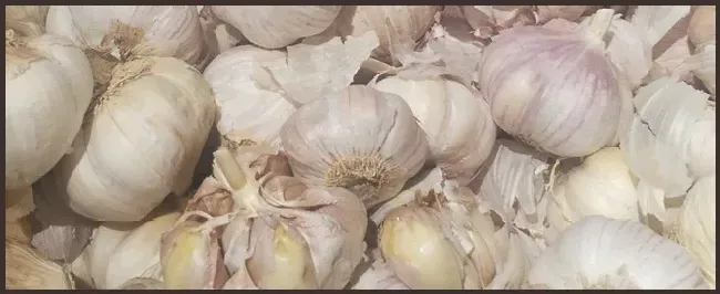 大蒜一亩地产多少斤 | 三农答疑