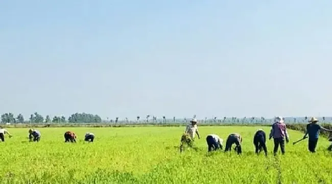 植物常识问题|不用除草剂有什么办法可杀死杂草（不用药除草最好的方法）