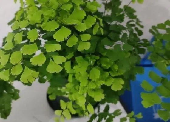 植物常识问题|适合家里养的18种花 推荐最适宜家庭养殖的花卉