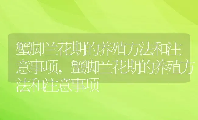 蟹脚兰花期的养殖方法和注意事项,蟹脚兰花期的养殖方法和注意事项 | 养殖常见问题