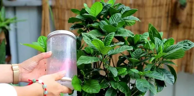 知知花怎么养殖方法,栀子花养殖方法和注意事项？