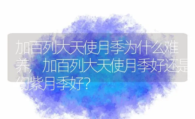 加百列大天使月季为什么难养,加百列大天使月季好还是幻紫月季好？ | 养殖常见问题