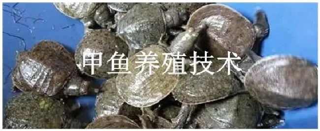 甲鱼养殖技术 | 三农问答