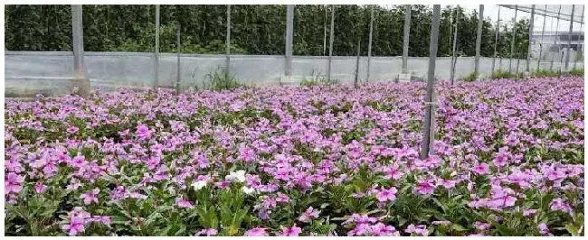 云南花卉种植基地在哪里 | 农业问题