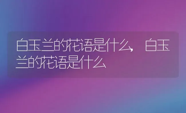 白玉兰的花语是什么,白玉兰的花语是什么 | 养殖常见问题