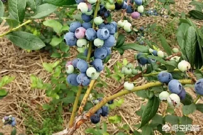 植物常识问题|蓝莓的栽培技术和种植要点（蓝莓树高产管理注意事项）