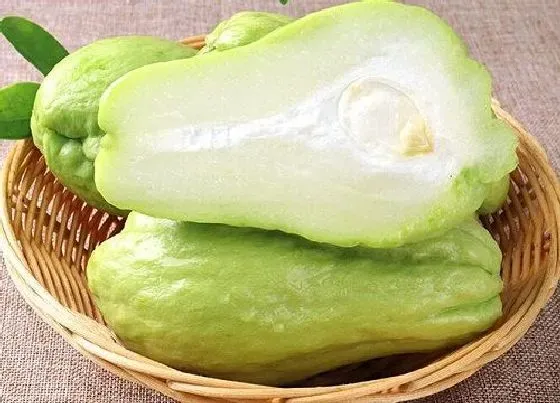 植物常识问题|佛手瓜为什么不开花