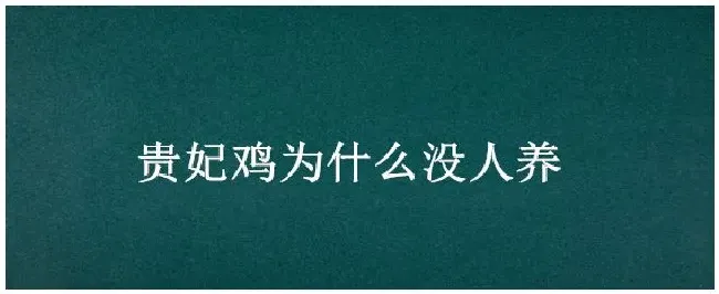 贵妃鸡为什么没人养 | 农业问题