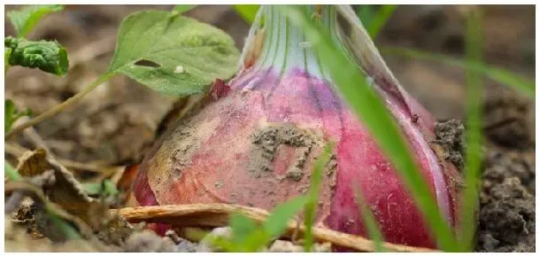 洋葱具有哪种茎的变态类型 | 三农答疑