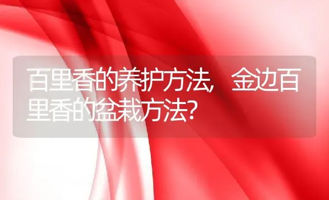 百里香的养护方法,金边百里香的盆栽方法？ | 养殖常见问题