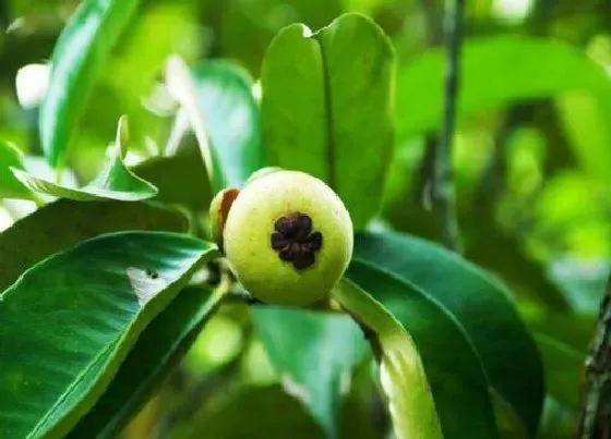 植物常识问题|山竹是哪里产的