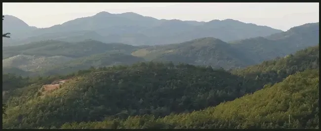 竹笋的功效与作用有哪些 | 生活常识