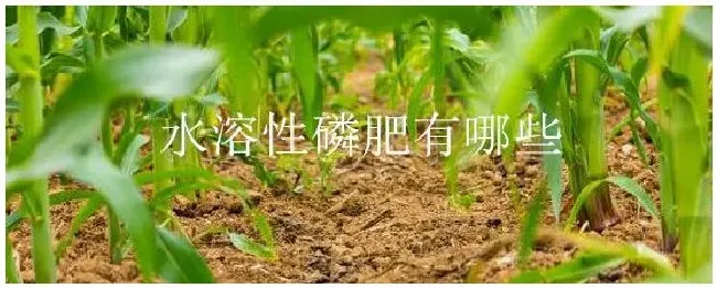 水溶性磷肥有哪些 | 三农问答