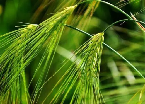 植物常识问题|青稞和小麦的区别